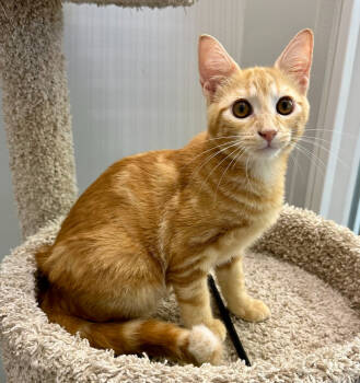 Rescue Domestic Short Hair Cats for Adoption in West Palm Beach, Florida - Angelo | PetCurious