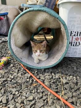 Rescue Domestic Short Hair Cats for Adoption in Eugene, Oregon - Charger | PetCurious