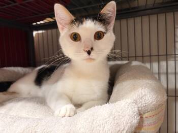 Journey -  Domestic Short Hair Cat for Adoption in Melbourne, Arkansas - Journey | PetCurious