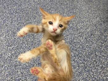 A1934284 -  Domestic Short Hair Cat for Adoption in Thousand Palms, California - A1934284 | PetCurious