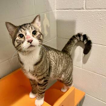 Olaf -  Domestic Short Hair Cat for Adoption in Columbus, Indiana - Olaf | PetCurious
