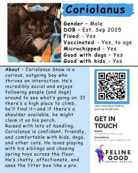 Coriolanus -  Domestic Medium Hair Cat for Adoption in Eugene, Oregon - Coriolanus | PetCurious