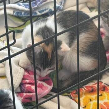 Nala -  Domestic Short Hair Cat for Adoption in Kingman, Arizona - Nala | PetCurious