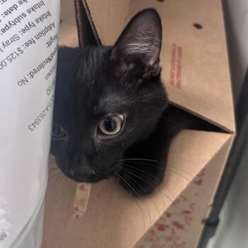 Zinnia -  Domestic Short Hair Cat for Adoption in Philadelphia, Pennsylvania - Zinnia | PetCurious