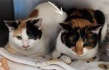 Domestic Short Hair Cats Available for Adoption - Mount Echo Park | PetCurious