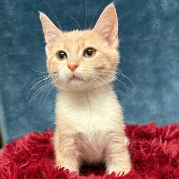 Domestic Short Hair Cats Available for Adoption in East Hampton, New York - Feta | PetCurious