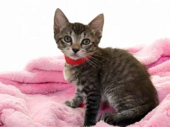 Domestic Short Hair Cats Available for Adoption in Fort Lauderdale, Florida - NINA | PetCurious