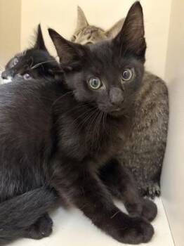 Americano -  Domestic Short Hair Cat for Adoption in Westland, Michigan - Americano | PetCurious