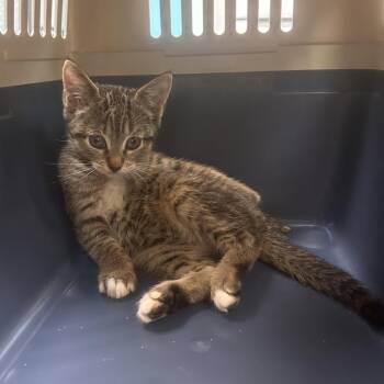 Destiny -  Domestic Short Hair Cat for Adoption in Newark, New Jersey - Destiny | PetCurious