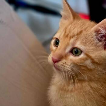 Comet -  Domestic Medium Hair Cat for Adoption in Lorain, Ohio - Comet | PetCurious