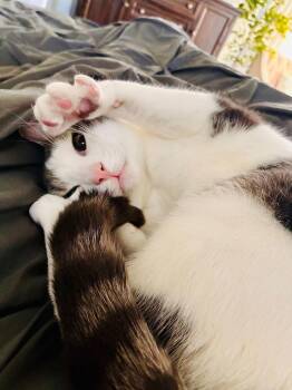 Domestic Short Hair and Tabby Cats Available for Adoption - Max, Willow Grove Area, (FCID 03/25/2025-137) | PetCurious