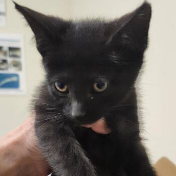 Meownaise -  Domestic Medium Hair Cat for Adoption - Meownaise | PetCurious