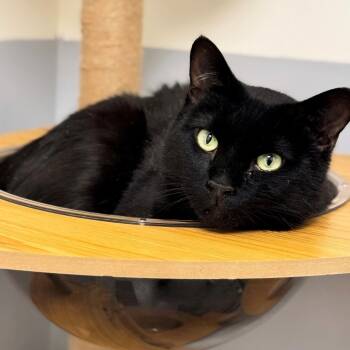 Domestic Short Hair Cats Available for Adoption - Blackie | PetCurious