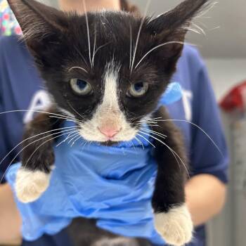 Hazel -  Domestic Short Hair Cat for Adoption in Summerville, South Carolina - Hazel | PetCurious