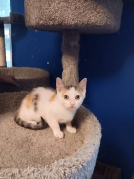 Kylo -  Domestic Short Hair Cat for Adoption in Irmo, South Carolina - Kylo | PetCurious