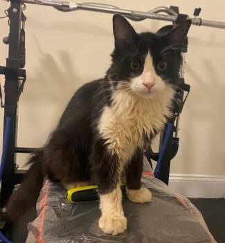 Zack -  Domestic Long Hair Cat for Adoption - Zack | PetCurious