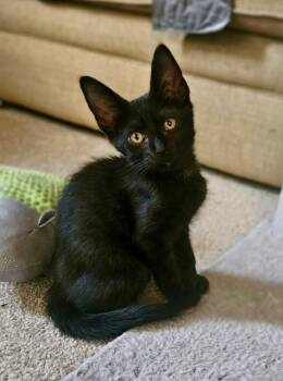 Nitro -  Domestic Short Hair Cat for Adoption in Green Valley, Arizona - Nitro | PetCurious