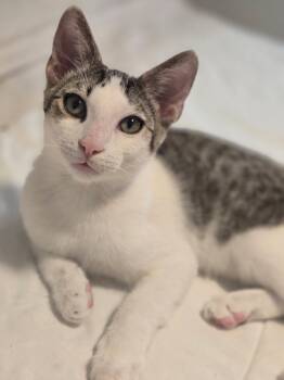Damen & Elena BONDED -  Domestic Short Hair Cat for Adoption in Boca Raton, Florida - Damen & Elena BONDED | PetCurious