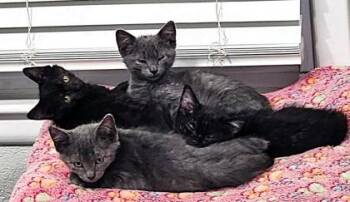 Angelo -  Domestic Short Hair Cat for Adoption in Kansas City, Missouri - Angelo | PetCurious