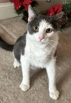 Rescue Domestic Short Hair Cats for Adoption in Boiling Springs, Pennsylvania - Louie | PetCurious