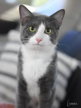 Rescue Domestic Short Hair Cats for Adoption in Conroe, Texas - Lunar (Jeanie