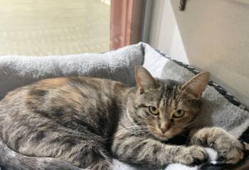 Rescue Domestic Short Hair Cats for Adoption in Massena, New York - Betty | PetCurious