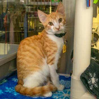 PINECONE -  Domestic Short Hair Cat for Adoption in St. Louis, Missouri - PINECONE | PetCurious