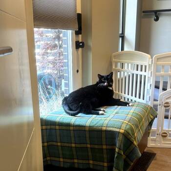 Nez -  Domestic Short Hair Cat for Adoption in Chicago, Illinois - Nez | PetCurious