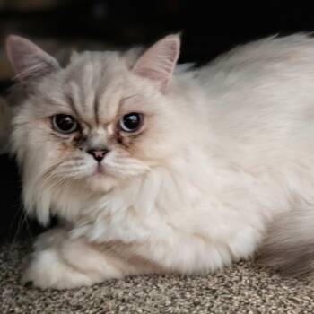 Persian Cats Available for Adoption - Bubba | PetCurious