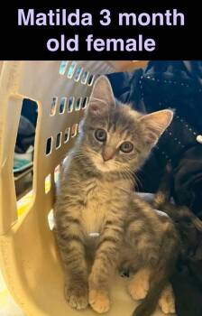 Matlida -  Domestic Short Hair Cat for Adoption in Mustang, Oklahoma - Matlida | PetCurious