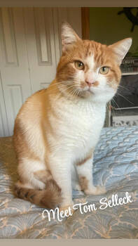 Rescue Domestic Short Hair and Tabby Cats for Adoption in Skyline, Minnesota - Tom Selleck | PetCurious