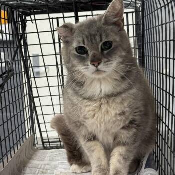 Domestic Short Hair Cats Available for Adoption in Tuscaloosa, Alabama - TUSC-Wildlife-84400 | PetCurious