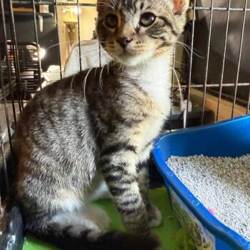 Lily -  Domestic Short Hair Cat Available for Adoption in South Miami, Florida - Lily | PetCurious