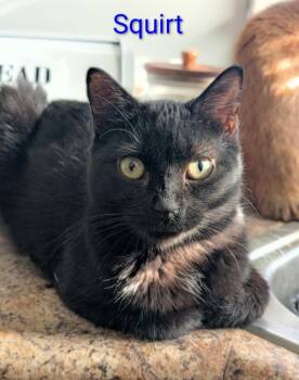 Squirt -  Domestic Short Hair Cat for Adoption in Metamora, Illinois - Squirt | PetCurious
