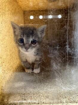 TRISCUIT -  Domestic Short Hair Cat for Adoption in Tallahassee, Florida - TRISCUIT | PetCurious