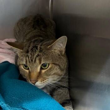 Jar Head -  American Shorthair Cat for Adoption - Jar Head | PetCurious