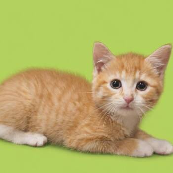 Crispy Orange Tofu -  Domestic Short Hair Cat for Adoption in Fredericksburg, Virginia - Crispy Orange Tofu | PetCurious