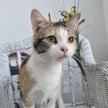 Rescue Domestic Short Hair Cats for Adoption in Eaton Rapids, Michigan - Mittenator 55177 | PetCurious