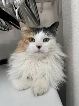 Rescue Domestic Long Hair Cats for Adoption in Walkerville, Montana - Betsy | PetCurious