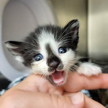 Domestic Short Hair Cats Available for Adoption in Lake Panasoffkee, Florida - Moe | PetCurious