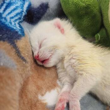 Cornbread Claws -  Domestic Short Hair Cat for Adoption in Lynchburg, Virginia - Cornbread Claws | PetCurious