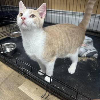 Michael -  Domestic Short Hair Cat for Adoption in Pleasantville, New Jersey - Michael | PetCurious