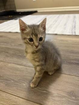 TIRAMISU -  Domestic Short Hair Cat for Adoption in Charlotte, North Carolina - TIRAMISU | PetCurious