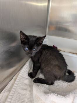 Rescue Domestic Short Hair Cats for Adoption in Leander, Texas - Wybie | PetCurious