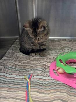 Romaine -  Domestic Short Hair Cat for Adoption in Westland, Michigan - Romaine | PetCurious