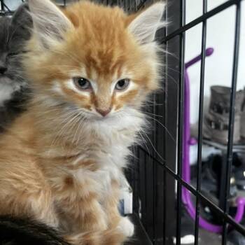 Mac Frye -  Domestic Medium Hair Cat for Adoption in Eagle Mountain, Utah - Mac Frye | PetCurious