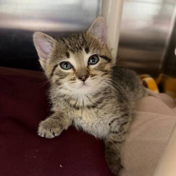 Taiga -  Domestic Short Hair Cat for Adoption in Detroit Lakes, Minnesota - Taiga | PetCurious