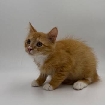 Toki -  Domestic Medium Hair Cat for Adoption in State College, Pennsylvania - Toki | PetCurious