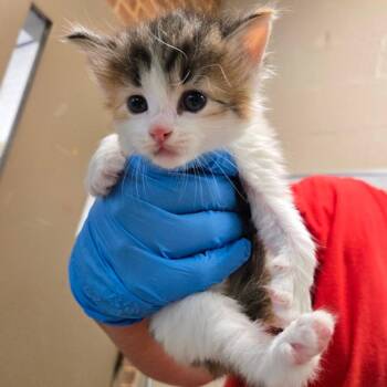 Bell -  Domestic Medium Hair Cat for Adoption in Birmingham, Alabama - Bell | PetCurious