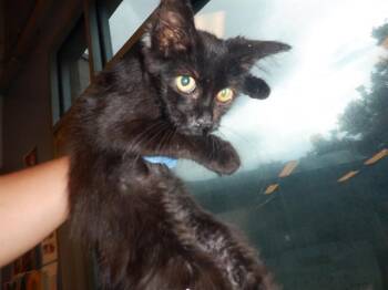 Rescue Domestic Short Hair Cats for Adoption in San Jose, California - A1393685 | PetCurious